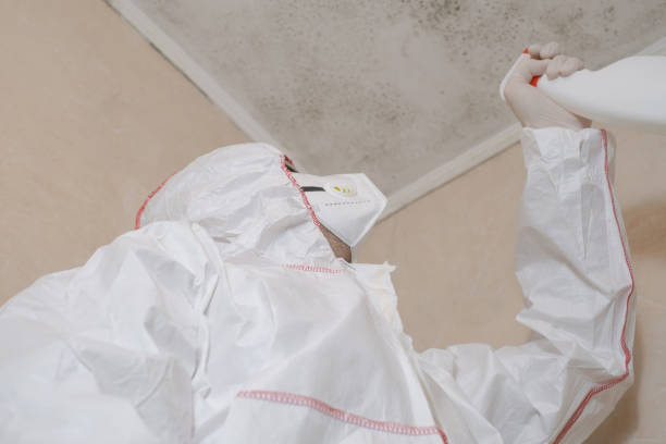 Best Attic Mold Remediation in Hebron, KY