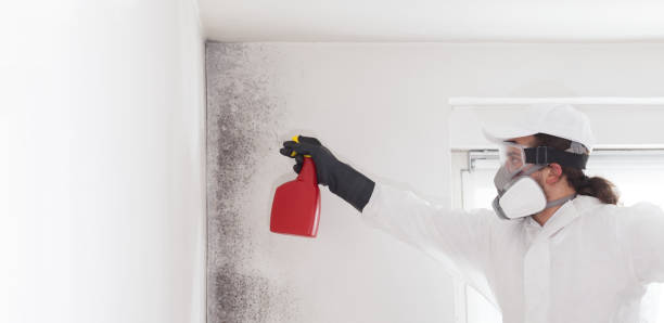 Best Emergency Mold Remediation in Hebron, KY