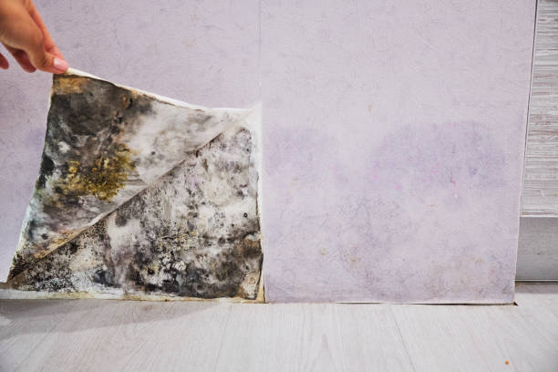 Best Bathroom Mold Remediation in Hebron, KY